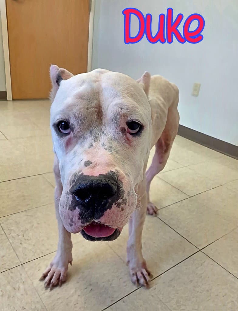 Duke - Dogo Argentino