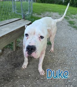 Duke image 2