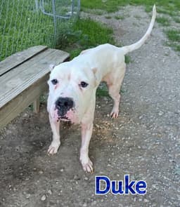 Duke image 3
