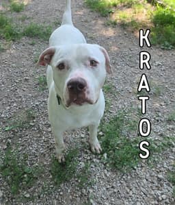 Kratos image 1