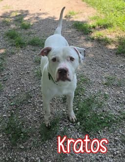 Kratos image 2