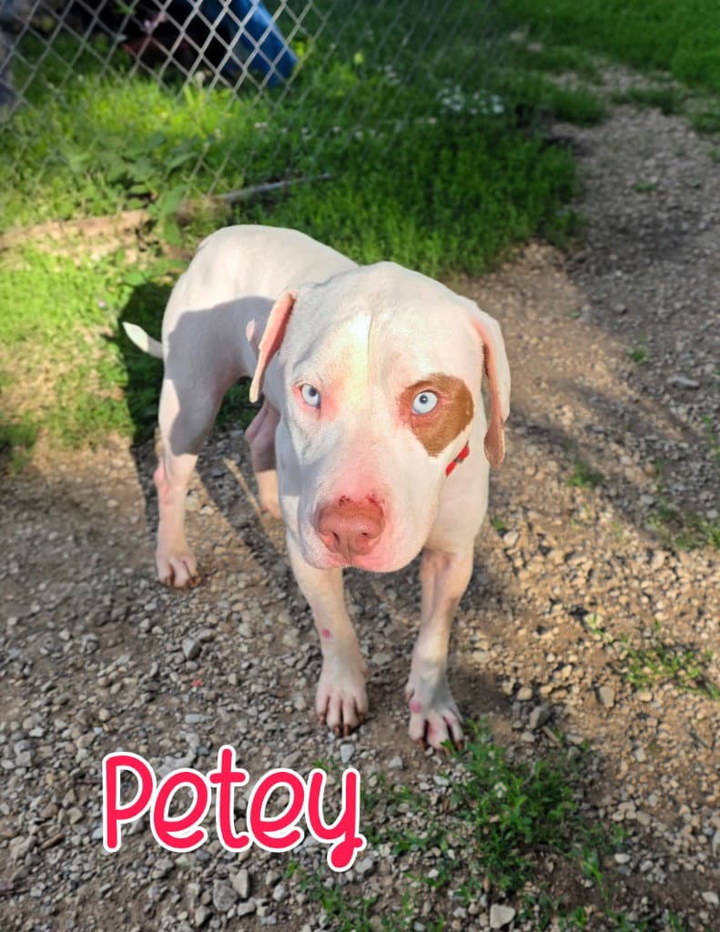 Petey - Pit Bull Terrier