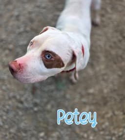 Petey image 2