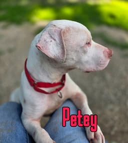 Petey image 3