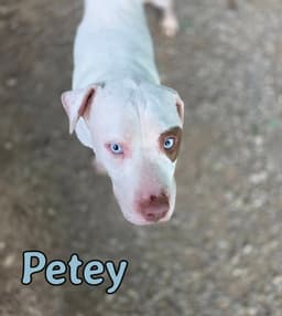 Petey image 4