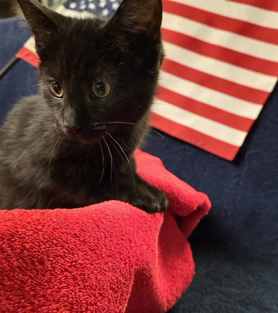 Cole - Domestic Short Hair