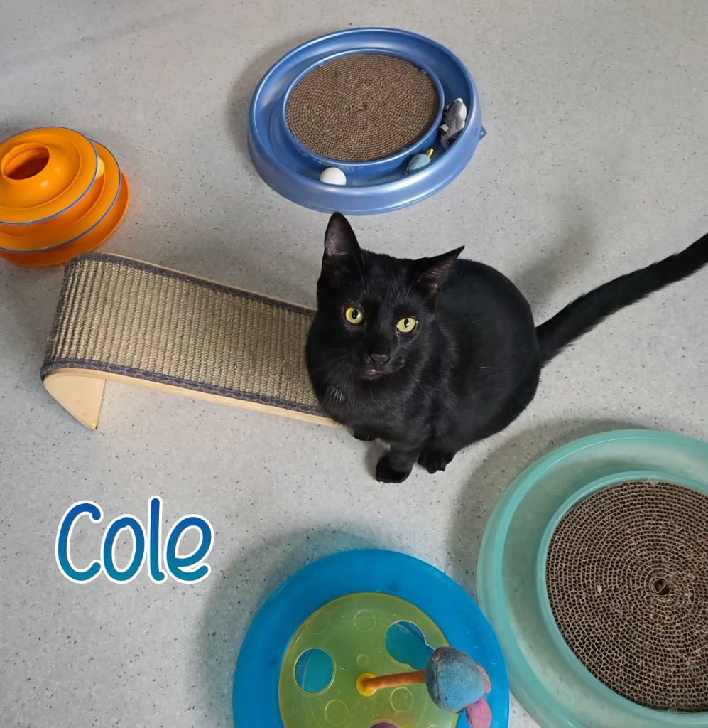 Cole - Domestic Short Hair