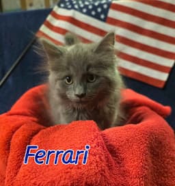 Ferrari image 1