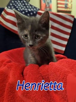 Henrietta image 1
