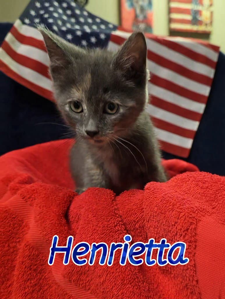 Henrietta - Domestic Short Hair