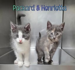 Henrietta image 2