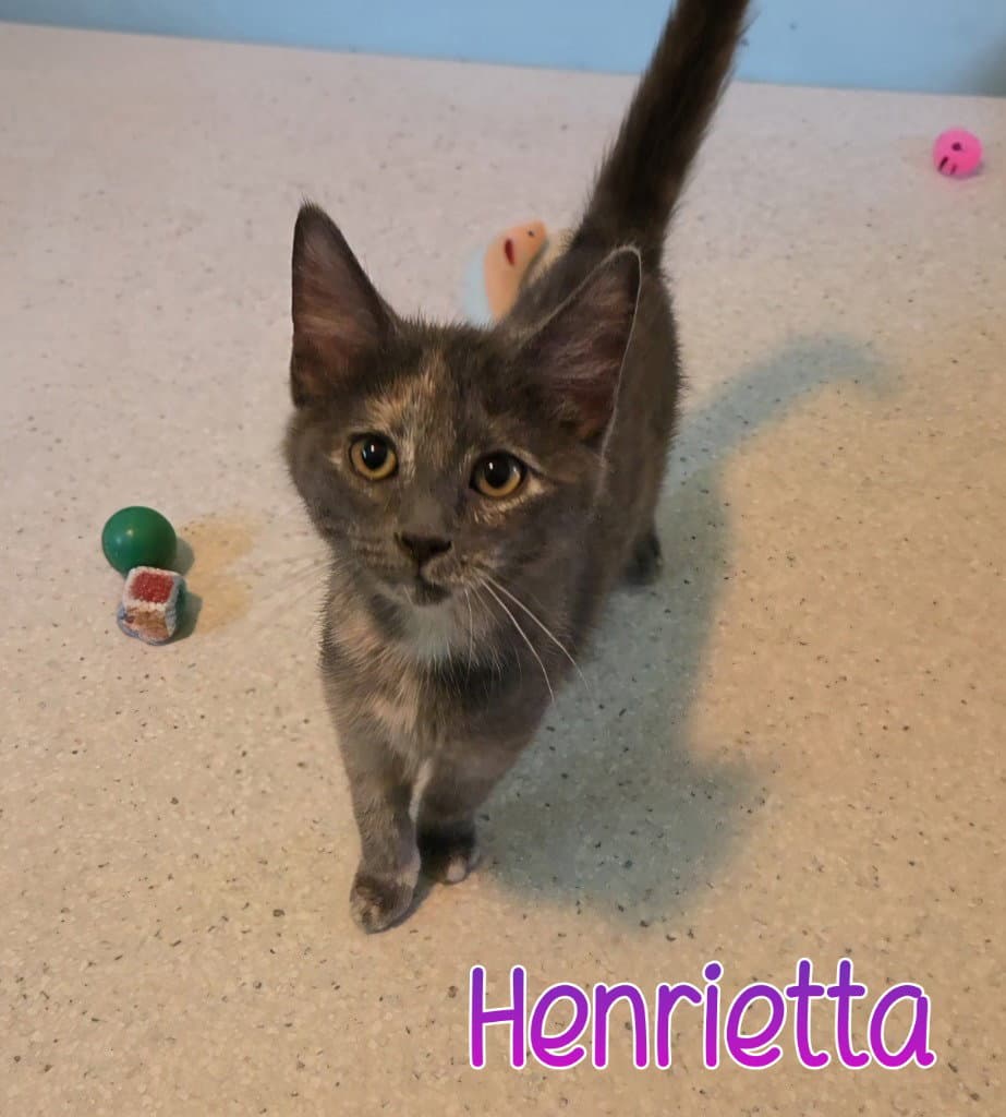 Henrietta - Domestic Short Hair