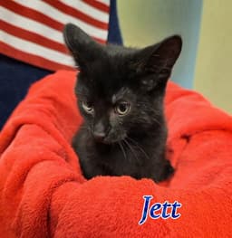 Jett image 1