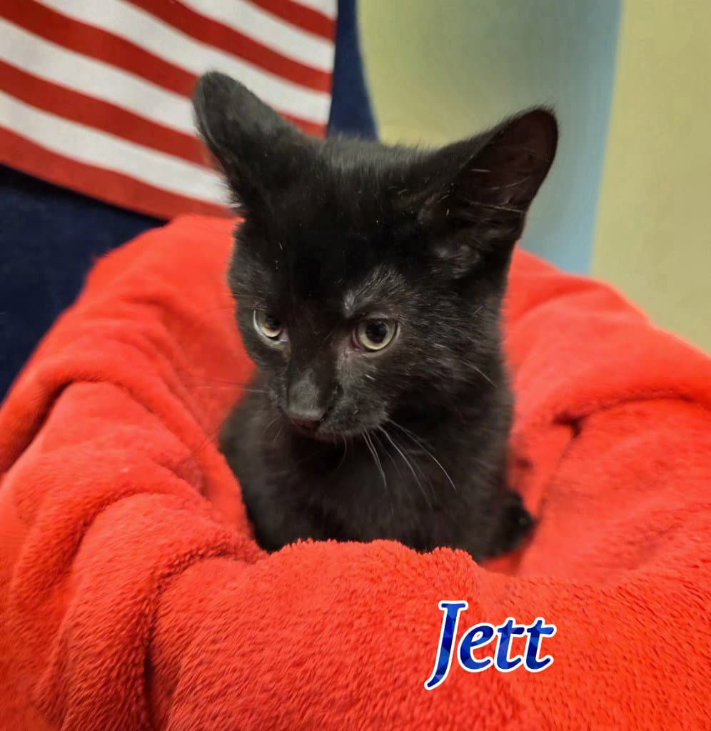 Jett - Domestic Short Hair