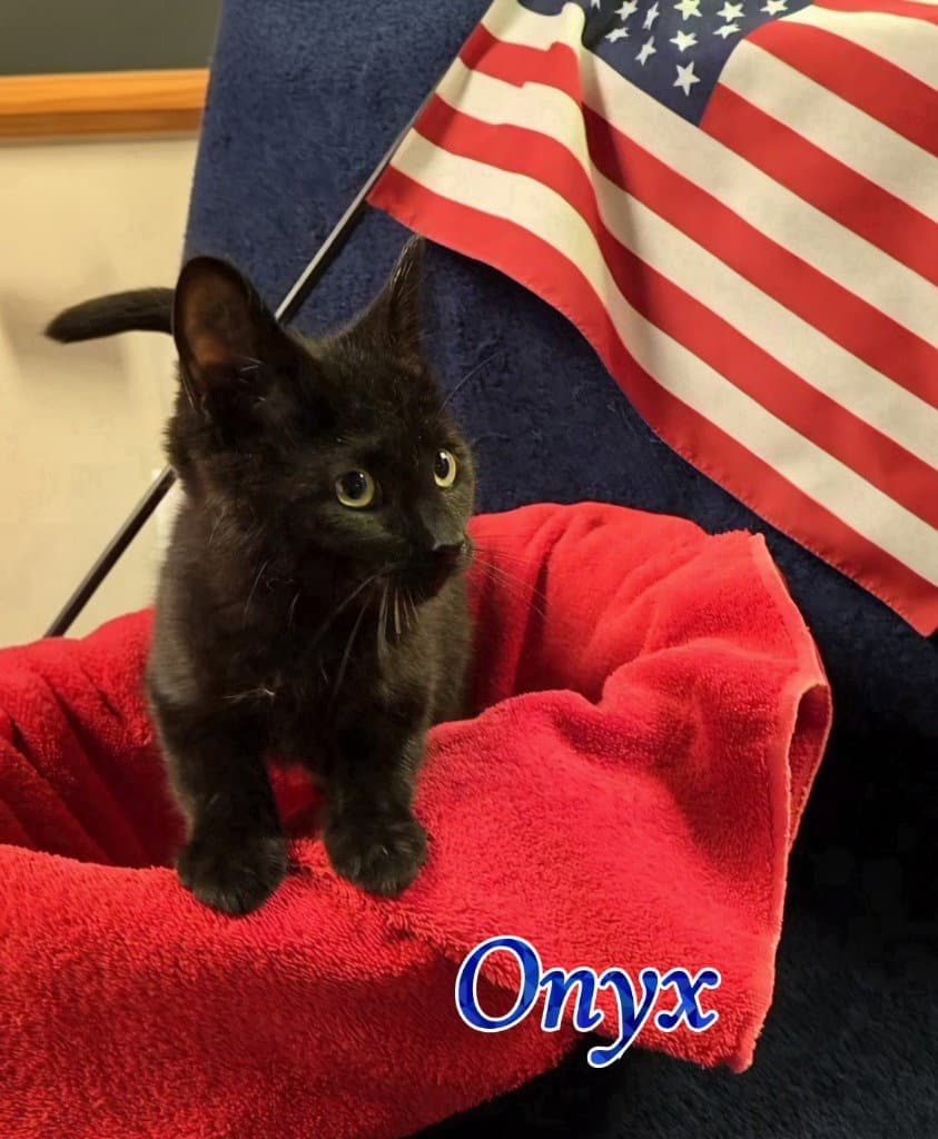 Onyx - Domestic Short Hair