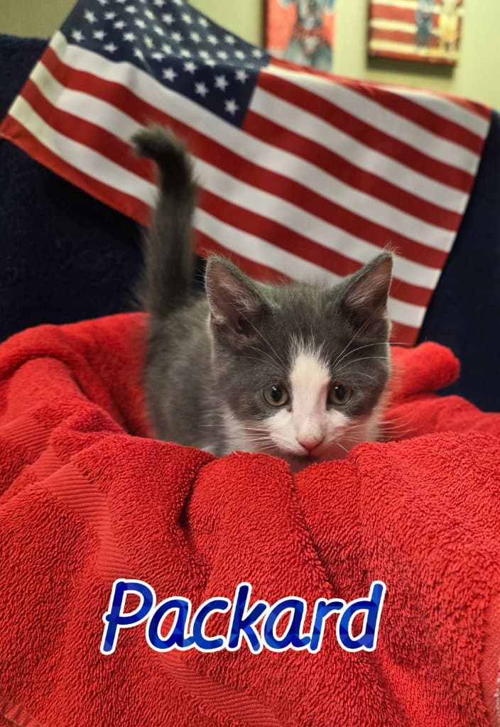 Packard - Domestic Medium Hair
