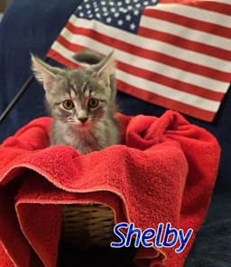 Shelby image 1