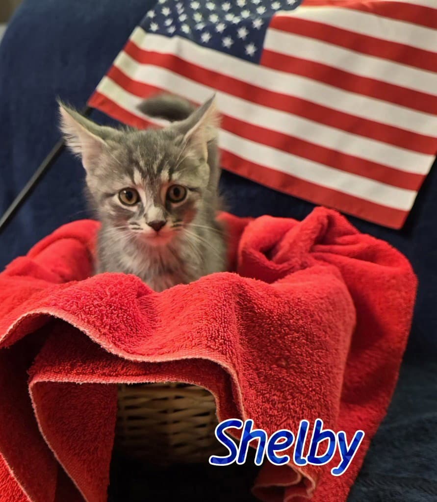 Shelby - Domestic Short Hair