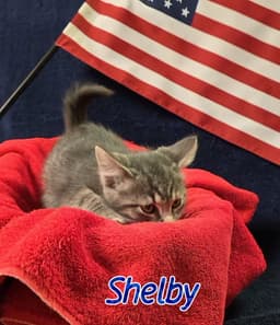 Shelby image 4