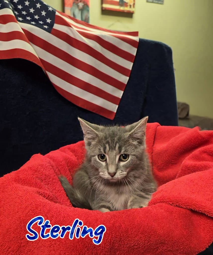 Sterling - Domestic Medium Hair