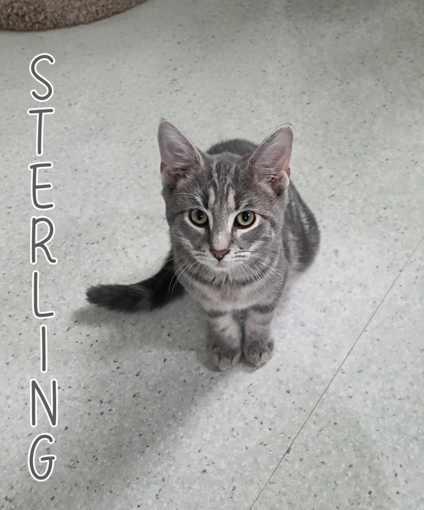 Sterling - Domestic Medium Hair