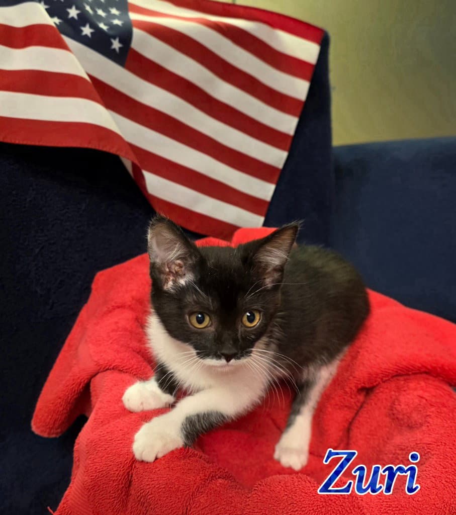 Zuri - Domestic Short Hair