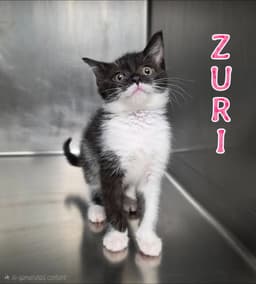 Zuri image 2