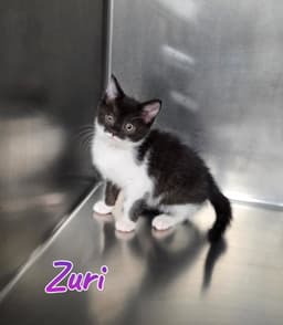 Zuri image 3