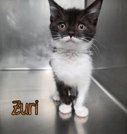 Zuri image 4