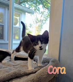 Cora image 1