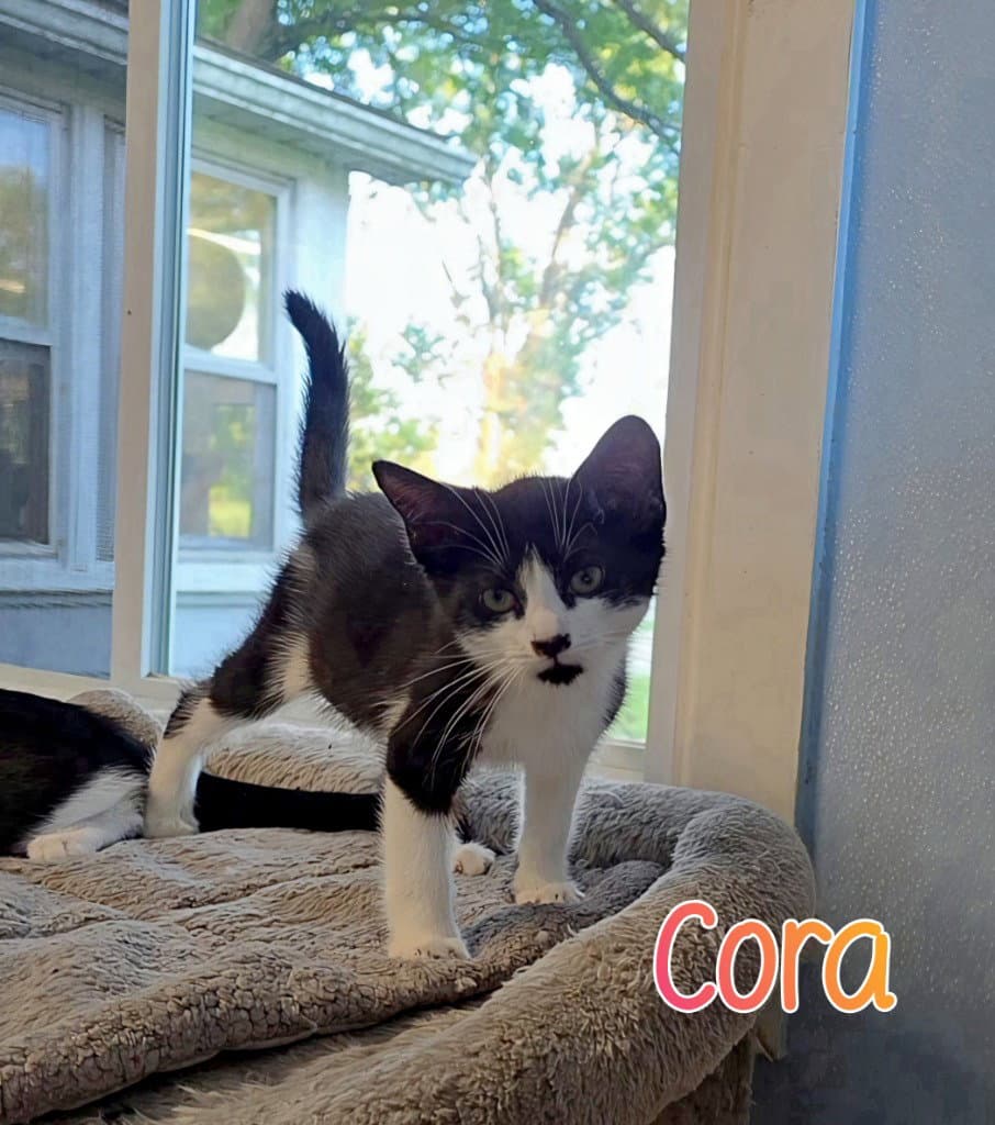 Cora - Domestic Short Hair