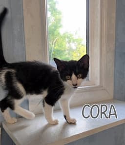 Cora image 2
