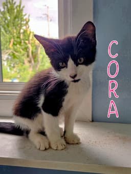 Cora image 4