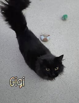 Gigi image 1