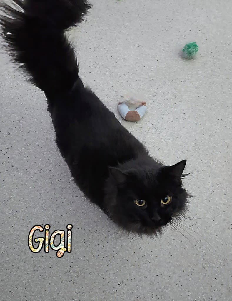 Gigi - Domestic Short Hair