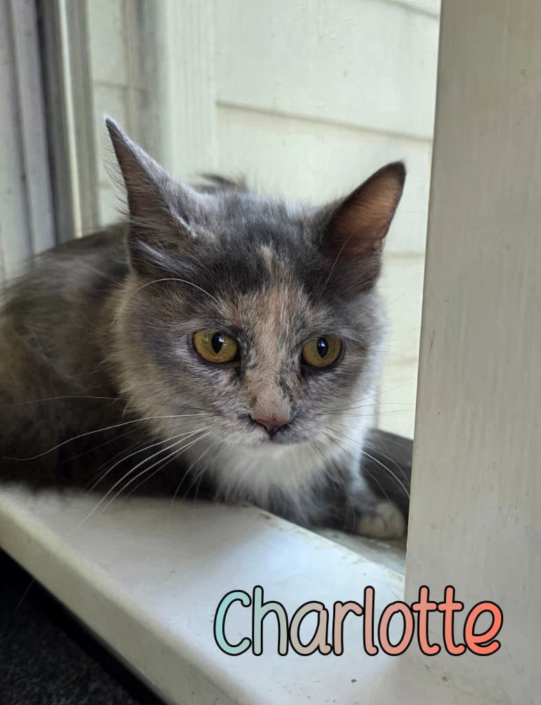 Charlotte - Domestic Long Hair