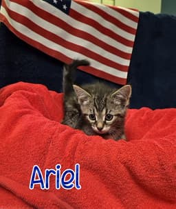Ariel image 1