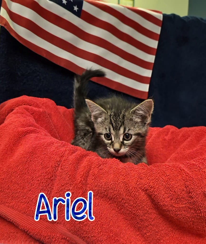 Ariel - Domestic Short Hair