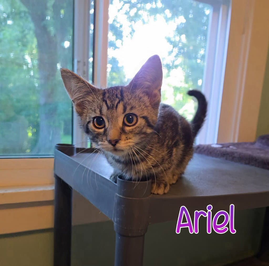 Ariel - Domestic Short Hair