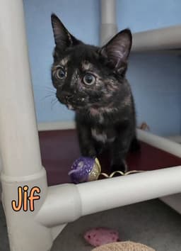 Jif image 1