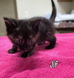 Jif image 2