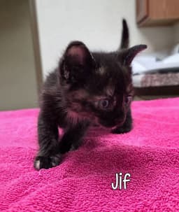 Jif image 3