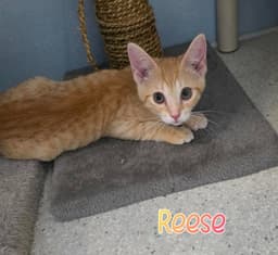 Reese image 1