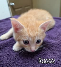 Reese image 3