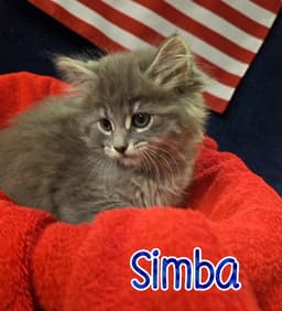 Simba image 1