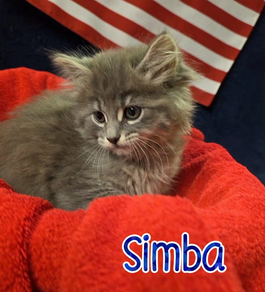Simba - Domestic Medium Hair