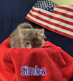 Simba image 2