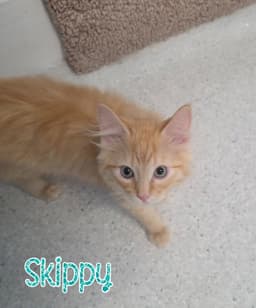 Skippy image 1