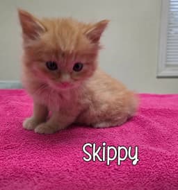 Skippy image 2