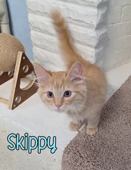 Skippy image 4